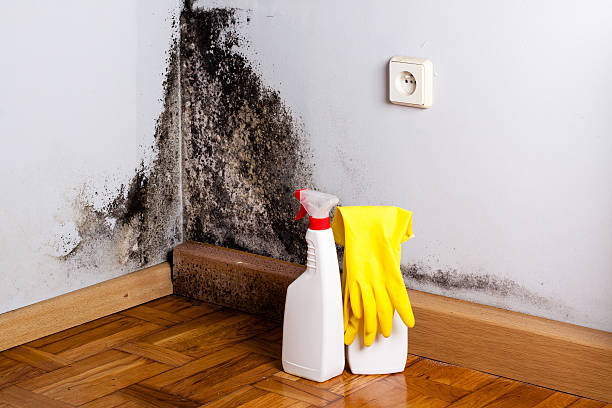 Best Residential Mold Removal  in Ligonier, IN