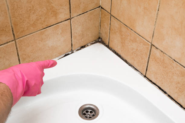 Best Residential Mold Removal  in Ligonier, IN