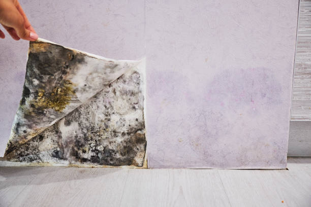 Best Attic Mold Removal  in Ligonier, IN